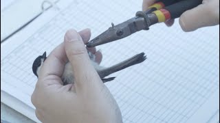Science Live! at Wild Basin: High Flying Science, Part 1, Banding Birds
