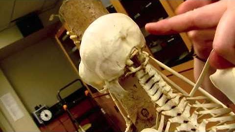 primate classification