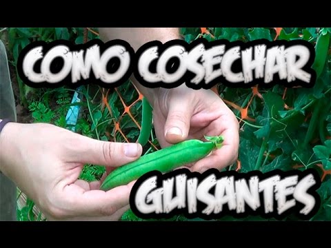 Video: Recolección de guisantes: cómo y cuándo cosechar los guisantes