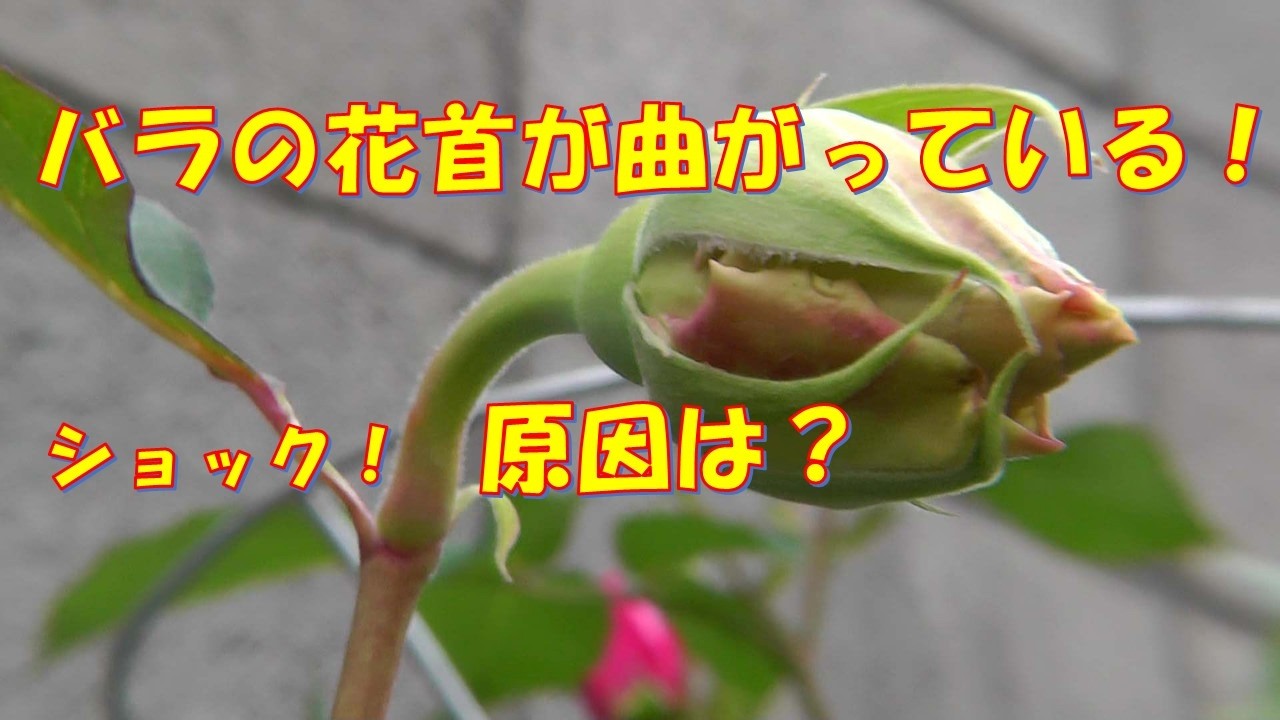 薔薇 今はカメよ maxresdefault.jpg