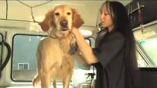 Aussie Pet Mobile: Amazing Mobile Grooming for Cats and Dogs!