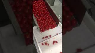 Vibrating Feeder to conveyor - Tomatoes
