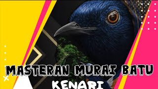 materan murai batu// kenari