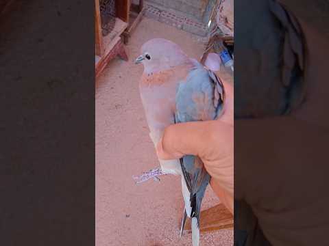 مسكت يمامه Pigeonlaver Bird Pigeon Pigeonhouse Birds Birdspecies Kabootarba Pigeonbird