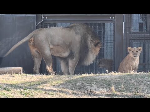のんほいパークライオン家族アースとベガ2026年1月16日 - YouTube