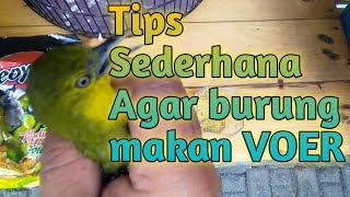 Burung cipoh/sirtu masih bahan cepat makan Voer.