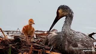 Mississippi River Flyway  :  Sandhill Crane Family Adventure (explore.org 05 20 2022)