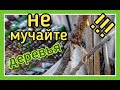 НЕ МУЧАЙТЕ СВОИ ДЕРЕВЬЯ! ГРУБАЯ ОШИБКА САДОВОДА!