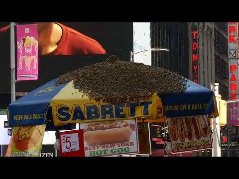 Video: Più Di 40.000 Sciami Di Api Stand Di Hot Dog A Times Square