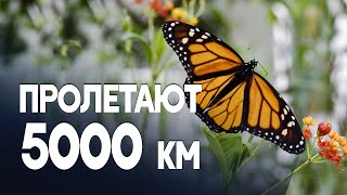 Миллионы бабочек-монархов прилетели в Мексику