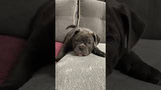 Вот такой сладкий пирожочек может стать вашим .Продаётся . #oldenglishbulldogge #puppy