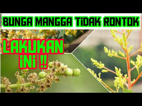 Tips Agar Bunga/ Buah Mangga Tidak Rontok