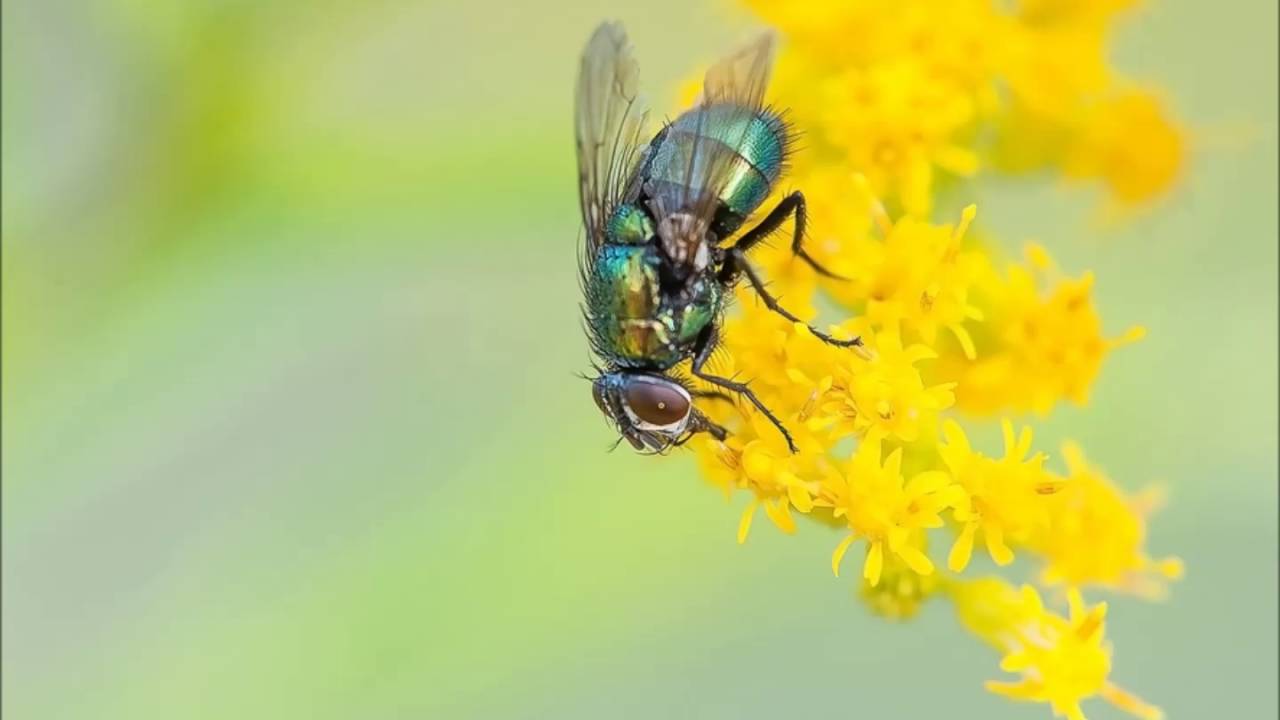 Abraham Hicks - Bugs In Her House