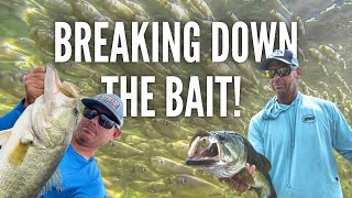 Breaking Down the Bait and How to 