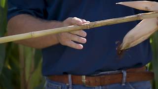 Corn Pinch Test and Push Test | Channel Southern Illinois #FieldCheckUpFriday