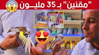 الادمان على شراء طائر الحسون بـ 35 مليون سنتيم!.. تعرفوا على مواصفاته😱😍.. شاهدوا