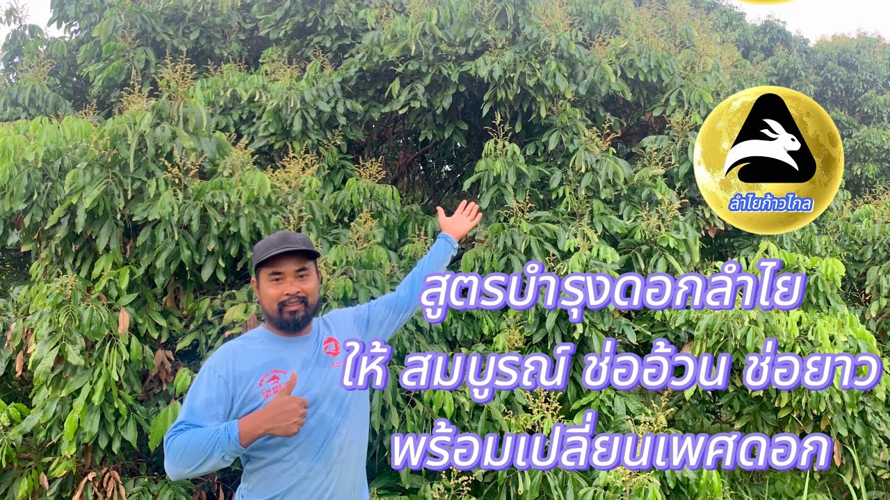 #สูตรบำรุงดอกลำไย#สูตรยืดช่อลำไยช่ออ้วนช่อยาว#เปลี่ยนเพศดอกลำไยให้ติดดก