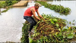 Hard Work To Day I Can Do It!!! Activity Remove Floating Plants Clogged Massive Dam Drain Water