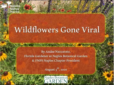 Naples Native Plants August Meeting and Presentation "Wildflowers Gone Viral"