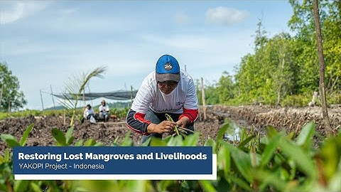 Restoring Lost Mangroves and Livelihoods | ClimeCo