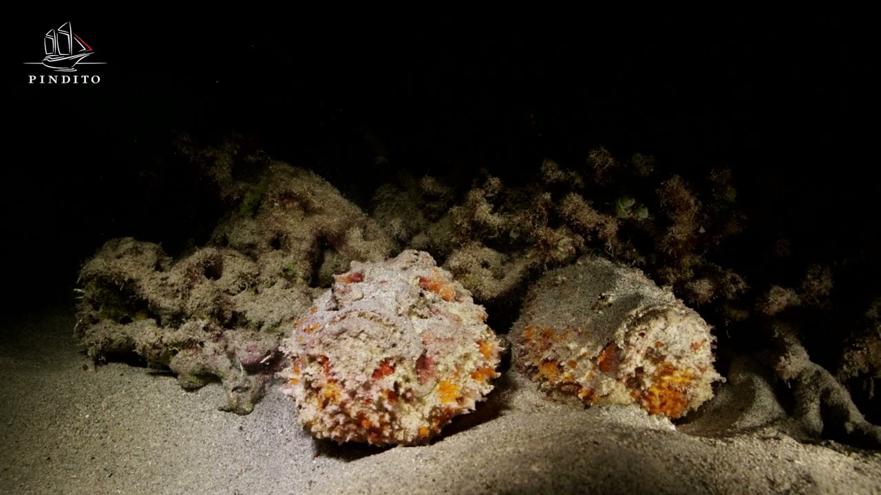 The Most Venomous Fish in the Ocean: Synanceia verrucosa