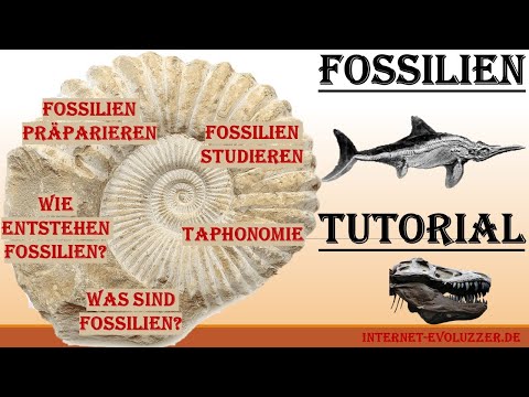 Video: Welche Art von Sedimentgesteinen sind Fossilien?