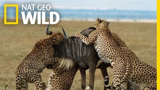 Cheetahs Takedown A Wildebeest The Way Of The Cheetah