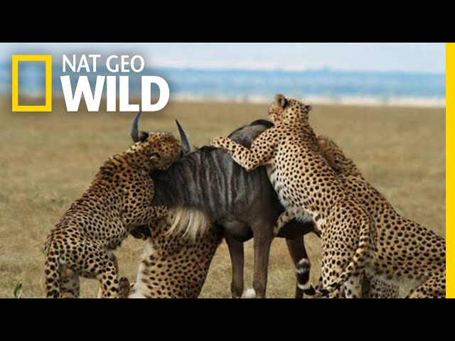 Cheetahs Takedown a Wildebeest | The Way of the Cheetah class=