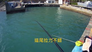 草里漁港 釣況分享 Wild fishing in Taiwan. [嘟嘟釣魚狂#238] 2023/11/02 by 嘟嘟釣魚狂 22,986 views 6 months ago 10 minutes, 37 seconds