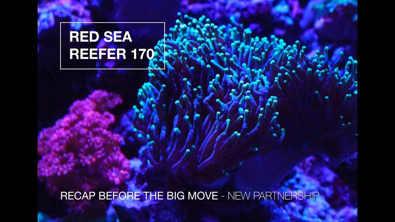 Red Sea Reefer 170 Recap Before The Big Move!