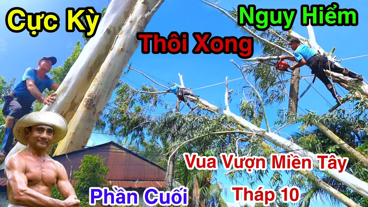 Gia Chủ Hốt Hoảng Cưa 3 Cây Bạch Đàn Bão Ngã Lên Cột Điện Vua Vượn Tháp 10 Phần Cuối Tập 20