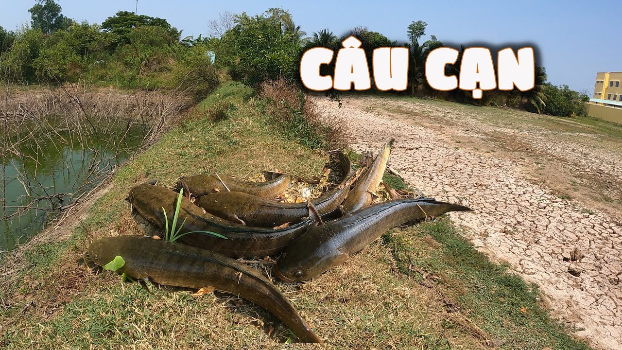 Cần thủ có bao giờ lure lóc bằng cá sắt trên cạn giống tui chưa, bắt triệt để luôn#thuytrieuxoay 319