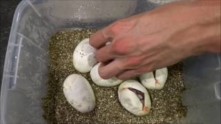 Clutch #4 Enchi pastel x enchi  firefly