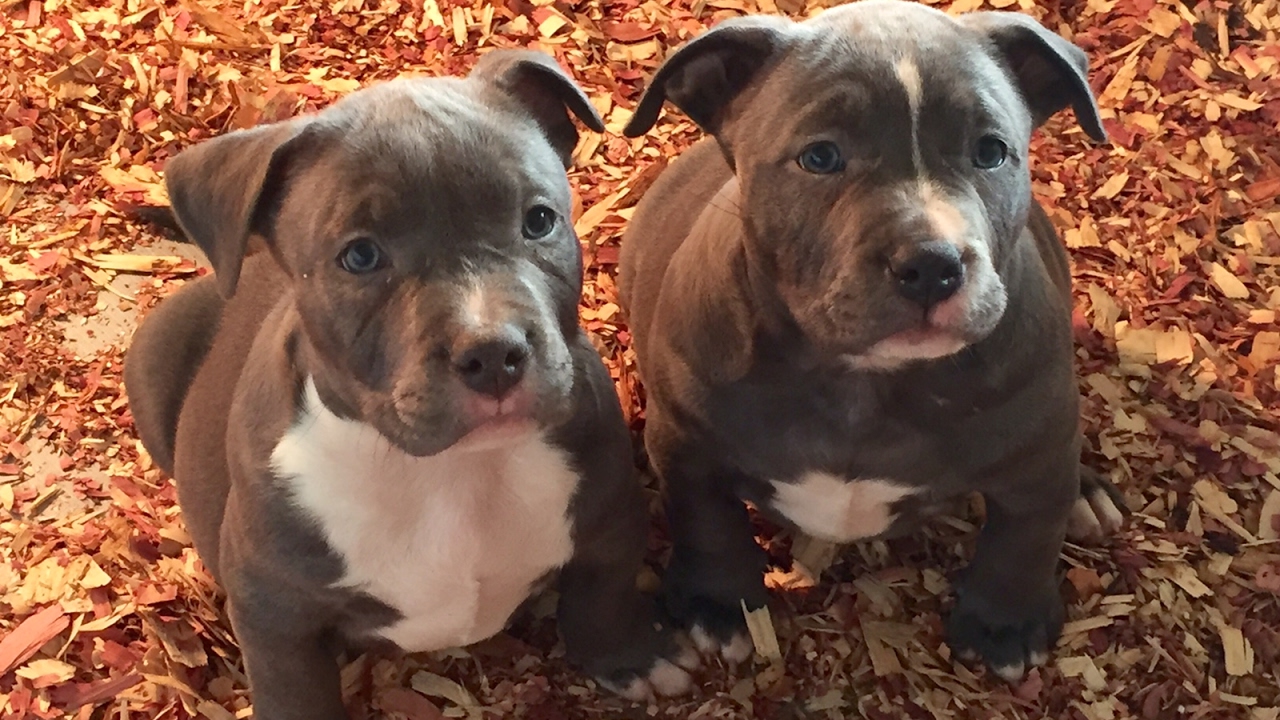 american bully kids