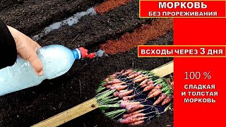 МОРКОВЬ БЕЗ ПРОРЕЖИВАНИЯ - ВСХОДЫ ЧЕРЕЗ 3 ДНЯ! Супер способ посева урожайной толстой моркови.