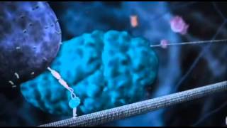 A REALLY awesome cell animation   YouTube