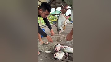 Câu cá vồ đém bằng mồi sâu sứ mùa nước đổ lên nguyên bầy khủng long sông Hậu Mekong ( ngày 27 )…