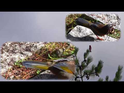 梨山賓館福壽山農場賞鳥地圖：輕鬆找好鳥 Lishan