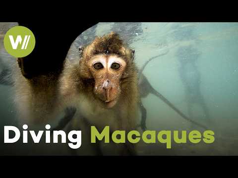 Thailand's Diving Monkeys: Meet the Crab-Eating Macaques That Swim and Dive (Documentary, 2020)