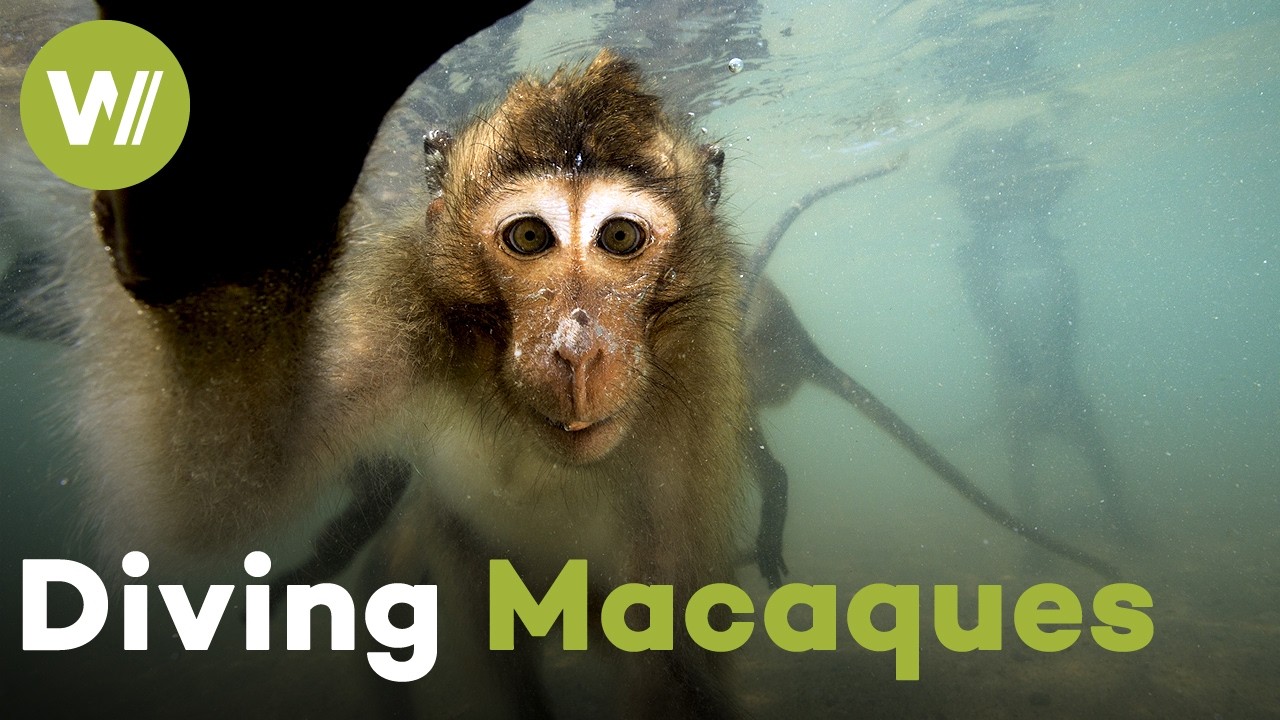 Ныряющие обезьяны Таиланда: познакомьтесь с макаками-крабоедами, которые плавают и ныряют (докуме...