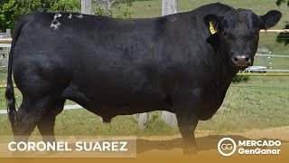 Video: Semen Angus Coronel Suárez