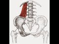 Tirement du muscle carr des lombes