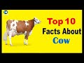 Cow  facts