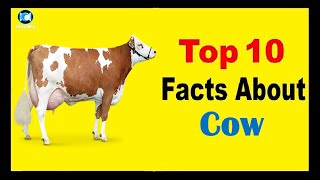 Cow - Facts