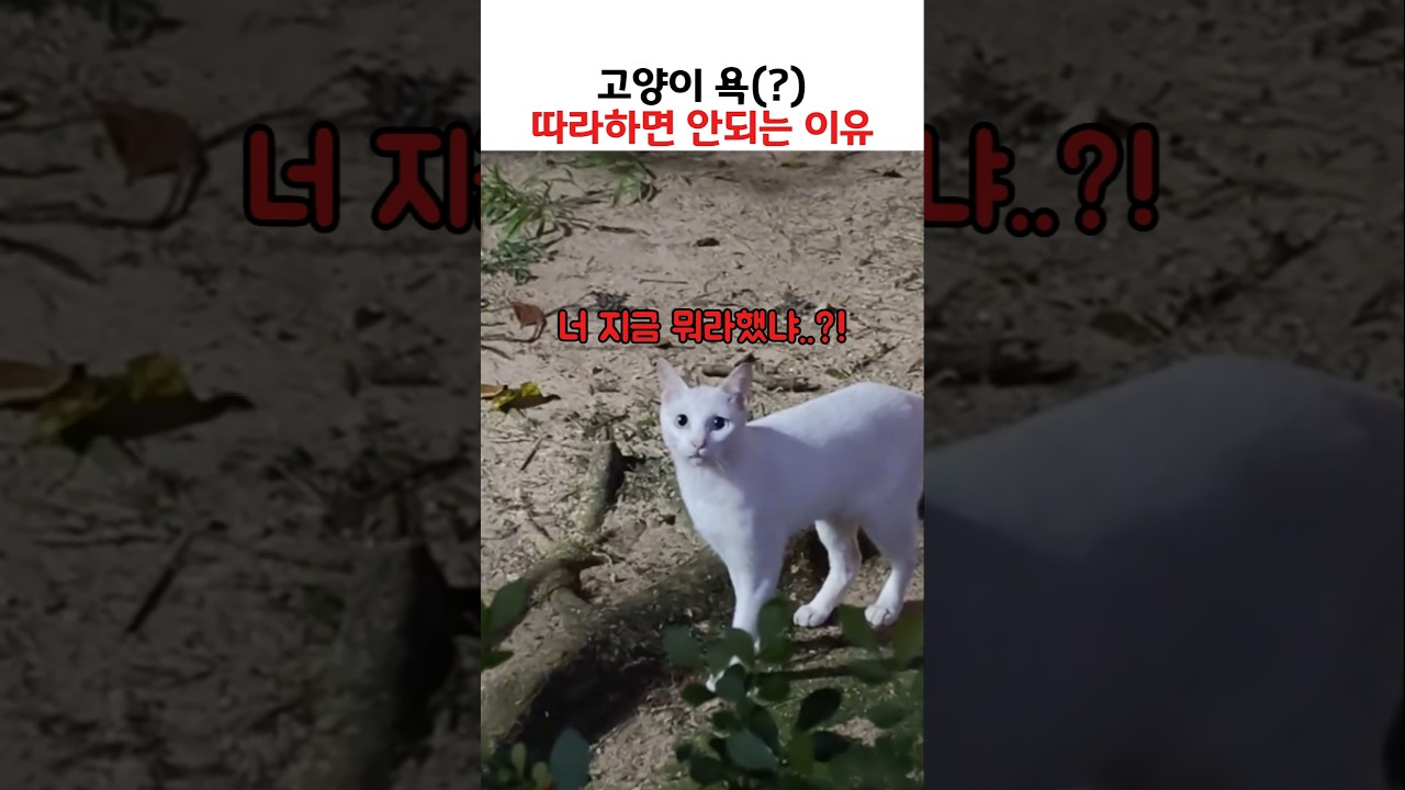 고양이 욕(?) 따라하면 안되는 이유