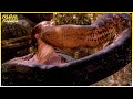 Mighty Anaconda Kills The Skipper | Anaconda | Creature Features