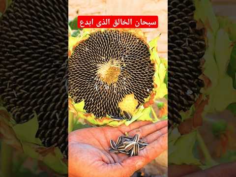 الابداع فى زراعة دوار الشمس