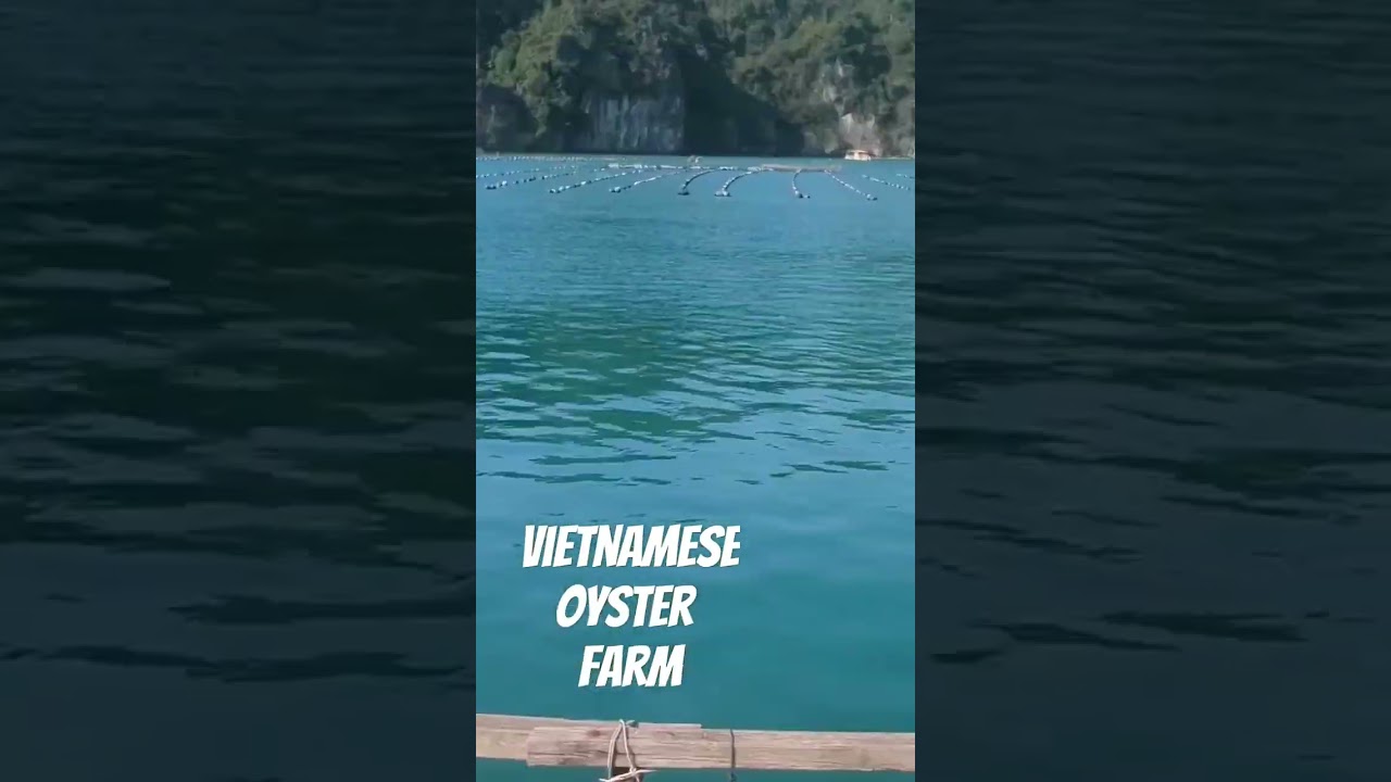 Vietnamese oyster farm grows pearls and sells 1 million oysters per year. 