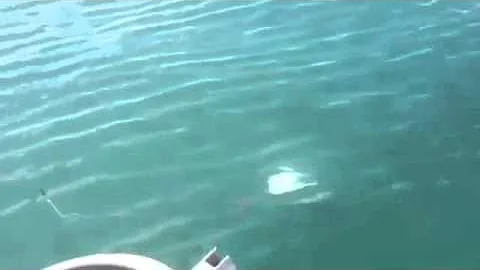 There's always a bigger fish...