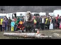 Caballo de tiro pesado en concurso de troncos